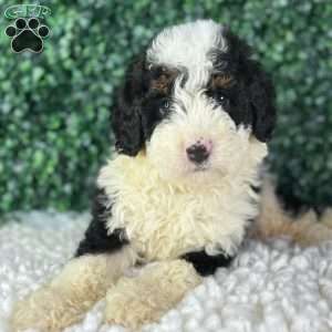 Kobe, Mini Bernedoodle Puppy